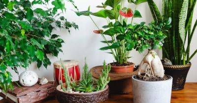 How to Get Rid of House Plant Flies (Fungus Gnats) - gardenersworld.com