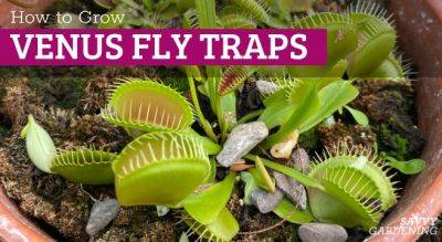 Venus Fly Trap Care: How to Water, Feed, & Tend - savvygardening.com - state South Carolina