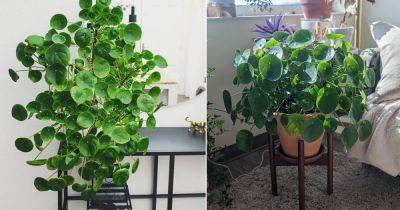 How to Grow a Bushier Chinese Money Plant - balconygardenweb.com - China