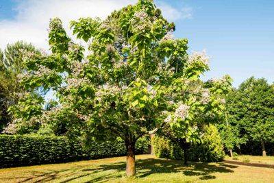 What to Know About Catalpa Trees and Their Worms - treehugger.com - Usa - Georgia - state Texas - state Florida