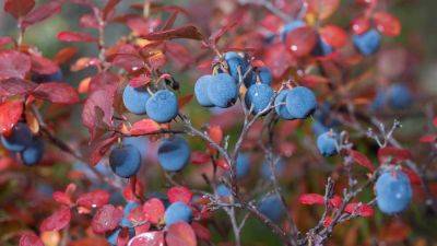 The 8 Best Shrubs To Plant Now For Beautiful Fall Color - southernliving.com