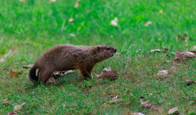 9 Expert-Approved Tips For Getting Rid Of Groundhogs - southernliving.com - state Alabama