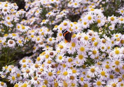 5 Fall Plants That Aren't Mums You Should Grow Instead This Season - thespruce.com