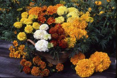 Why You Should Grow Marigolds Instead of Mums This Fall - thespruce.com - France - state Tennessee