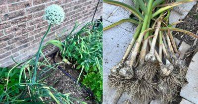 What to Do if Your Garlic Flowers? - balconygardenweb.com