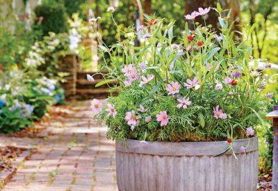 This Fall-Bloomer Brings Vibrant Color And Butterflies To Your Garden - southernliving.com - Usa