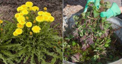 10 Weeds that Make Great Fertilizers - balconygardenweb.com