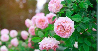 Rose Family (Rosaceae) latest articles