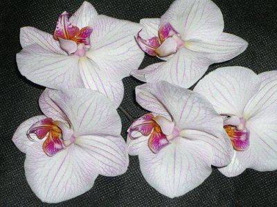 Orchids latest articles