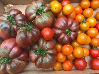 Tomato latest articles