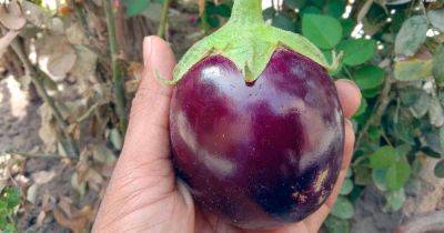 Eggplant latest articles