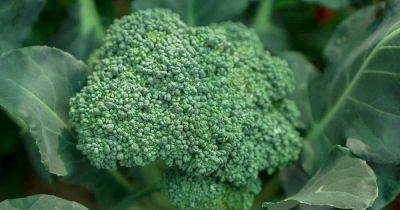 Broccoli latest articles