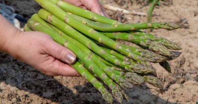 Asparagus latest articles