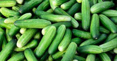 Cucumber latest articles