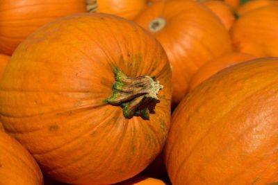 Pumpkin latest articles
